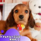 ミニチュアダックスフンド(ロング)【静岡県・男の子・2025年2月27日・シェーデッドレッド】の写真1「沢山の子犬画像や当犬舎の情報を掲載しています💖是非、見てください🎶」