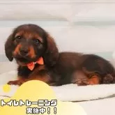 ミニチュアダックスフンド(ロング)【静岡県・男の子・2025年4月4日・シェーデッドレッド】の写真1「沢山の子犬画像や当犬舎の情報を掲載しています💖是非、見てください🎶」