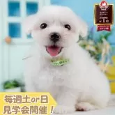 マルチーズ【静岡県・男の子・2025年6月19日・ホワイト】の写真1「沢山の子犬画像や当犬舎の情報を掲載しています💖是非、見てください🎶」