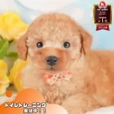 トイプードル(トイ)