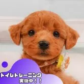 トイプードル(トイ)