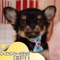 チワワ(ロング)
