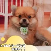 ポメチワ(ポメラニアン×チワワ)【静岡県・男の子・2025年3月31日・オレンジ】の写真1「沢山の子犬画像や当犬舎の情報を掲載しています💖是非、見てください🎶」