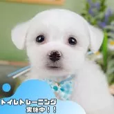 ビションフリーゼ【静岡県・男の子・2024年12月18日・ホワイト】の写真1「沢山の子犬画像や当犬舎の情報を掲載しています💖是非、見てください🎶」