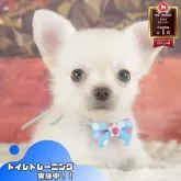 チワワ(ロング)