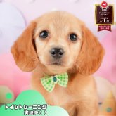 ミニチュアダックスフンド(ロング)