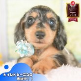 ミニチュアダックスフンド(ロング)