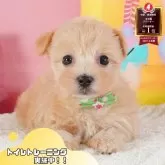マルプー(マルチーズ×トイプードル)【静岡県・女の子・2025年5月21日・アプリコット】の写真1「沢山の子犬画像や当犬舎の情報を掲載しています💖是非、見てください🎶」