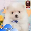 ポメラニアン