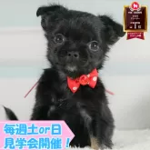 チワワ(ロング)