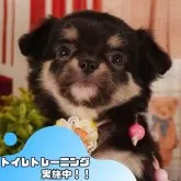 チワワ(ロング)
