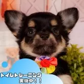 チワワ(ロング)
