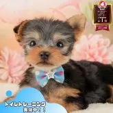 ヨークシャーテリア【静岡県・女の子・2025年9月26日・スティールブルー&タン】の写真1「沢山の子犬画像や当犬舎の情報を掲載しています💖是非、見てください🎶」
