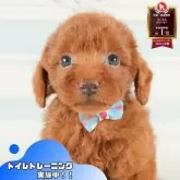 トイプードル(トイ)