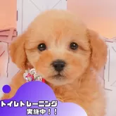 トイプードル(トイ)【静岡県・男の子・2024年9月21日・レッド】の写真1「お迎え後のしつけも安心🍀パピートレーニング実施中」