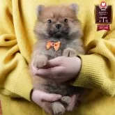 ポメラニアン
