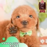 トイプードル(トイ)