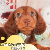 カニンヘンダックスフンド(ロング)