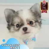 チワワ(ロング)