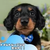 カニンヘンダックスフンド(ロング)【静岡県・男の子・2025年3月25日・シルバーダップル】の写真1「沢山の子犬画像や当犬舎の情報を掲載しています💖是非、見てください🎶」