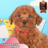 トイプードル(トイ)