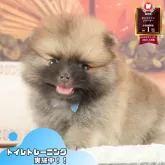 ポメラニアン