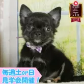 チワワ(ロング)