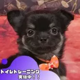 チワワ(ロング)