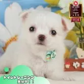 チワワ(ロング)