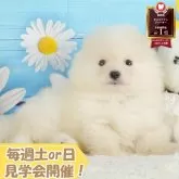 ポメラニアン