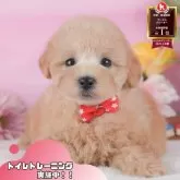 トイプードル(トイ)