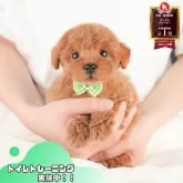 トイプードル(トイ)