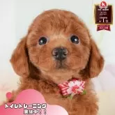 トイプードル(トイ)