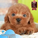 タイニープードル