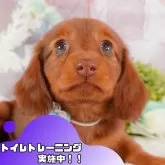 カニンヘンダックスフンド(ロング)【静岡県・女の子・2025年1月11日・レッド】の写真1「沢山の子犬画像や当犬舎の情報を掲載しています💖是非、見てください🎶」