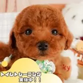 トイプードル(トイ)【静岡県・女の子・2025年2月11日・レッド】の写真1「沢山の子犬画像や当犬舎の情報を掲載しています💖是非、見てください🎶」