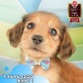 ミニチュアダックスフンド(ロング)