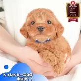 トイプードル(トイ)
