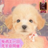 トイプードル(トイ)