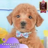 トイプードル(トイ)