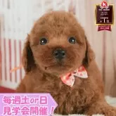 トイプードル(トイ)