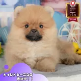 ポメラニアン