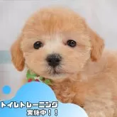 マルプー(マルチーズ×トイプードル)【静岡県・男の子・2025年5月8日・アプリコット】の写真1「沢山の子犬画像や当犬舎の情報を掲載しています💖是非、見てください🎶」