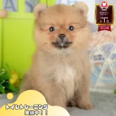 ポメラニアン