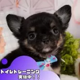 チワワ(ロング)