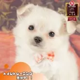 チワワ(ロング)