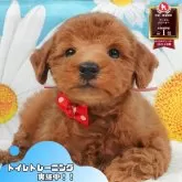 トイプードル(トイ)