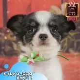チワワ(ロング)