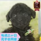トイプードル(トイ)