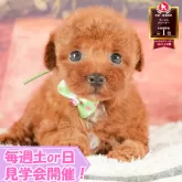 トイプードル(トイ)